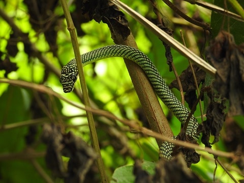 Paradise Flying Snake Chrysopelea paradisi