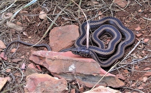 Psammophis crucifer shields brain coils