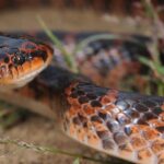 Red-banded Snake Lycodon rufozonatus