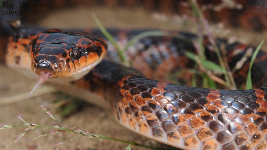 Red-banded Snake Lycodon rufozonatus