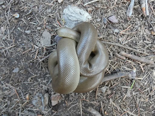 Rubber Boa (Charina bottae) coils