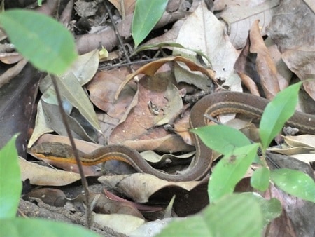 Salmon-belly Racer (Mastigodryas melanolomus)