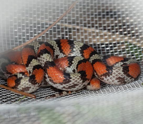 Scarletsnake Cemophora coccinea protecting head