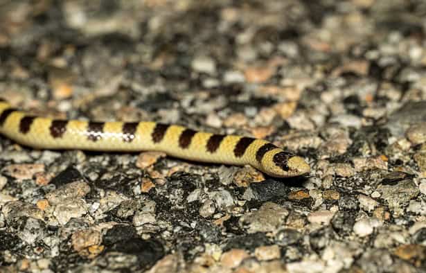 Shovelnose Snake Sonora occipitalis cute