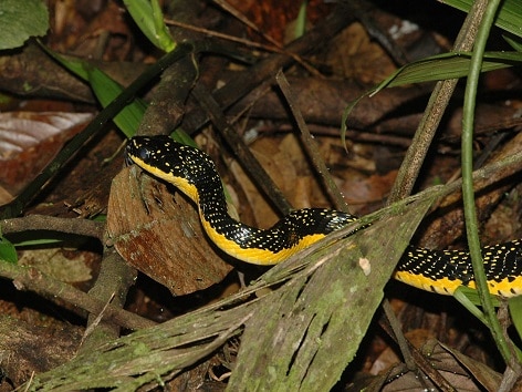 Shropshire's Puffing Snake Phrynonax shropshirei