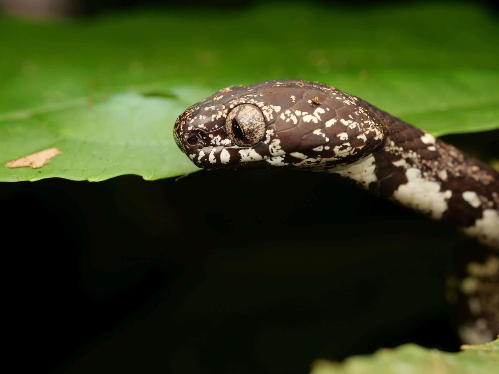 Snail-eating Snake Sibon nebulatus eyes