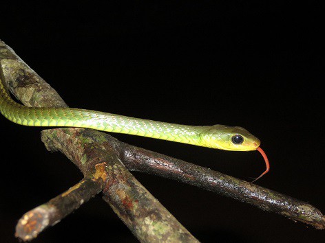 South American Sipo Chironius multiventris