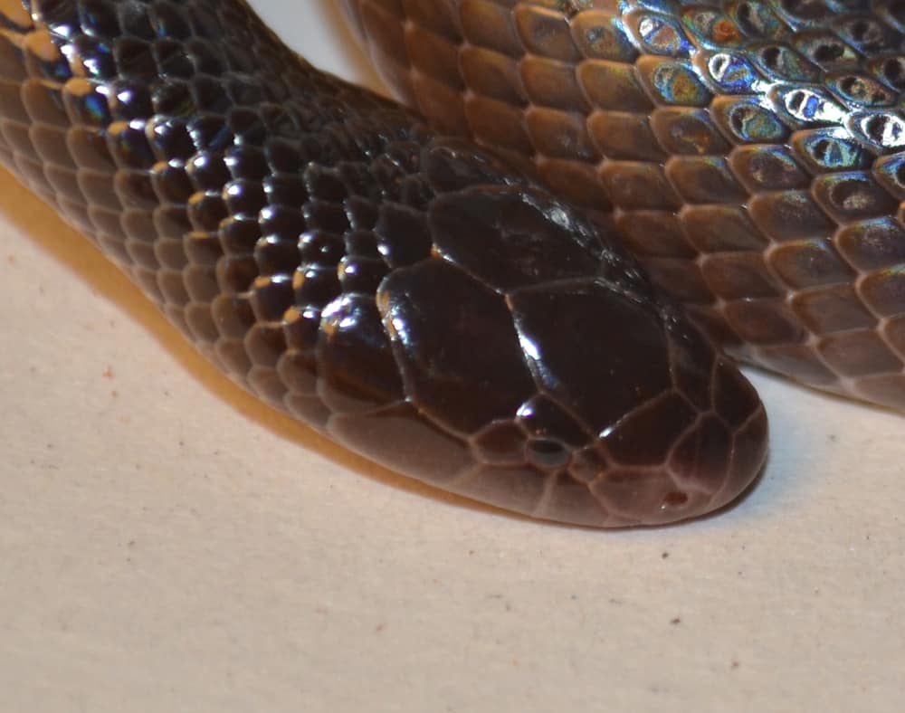 Southern Stiletto Snake, Atractaspis bibronii