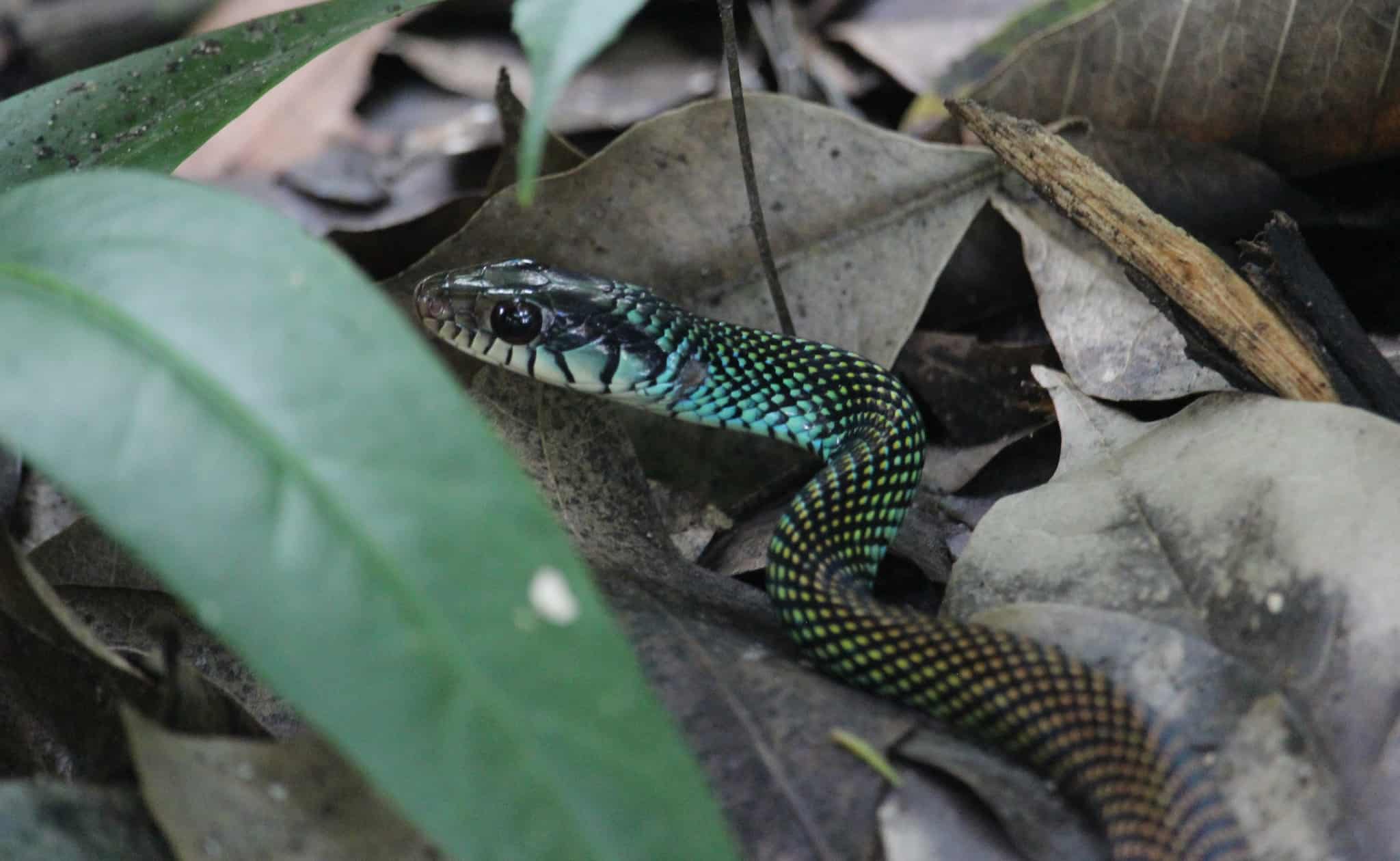 Speckled Racer Drymobius margaritiferus unpredictable