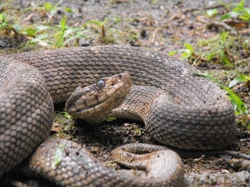 St Lucia lancehead (Bothrops caribbaeus)