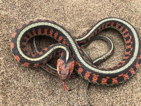 Thamnophis sirtalis infernalis garter snake