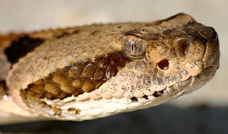 Timber rattlesnake (Crotalus horridus) eye