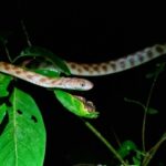 Tree Snake (Boiga irregularis) climber
