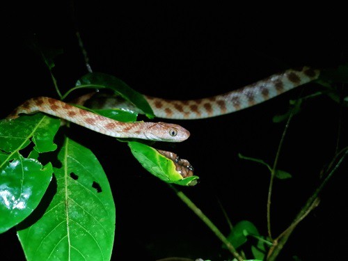 Tree Snake (Boiga irregularis) climber