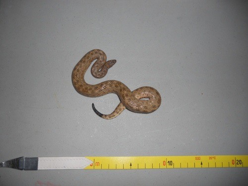 Tropidophis pygmy boa genus bahamas