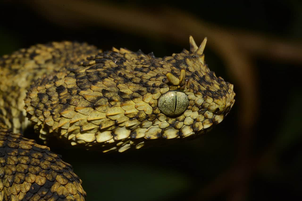 Usambara Eyelash Viper (Atheris ceratophora)