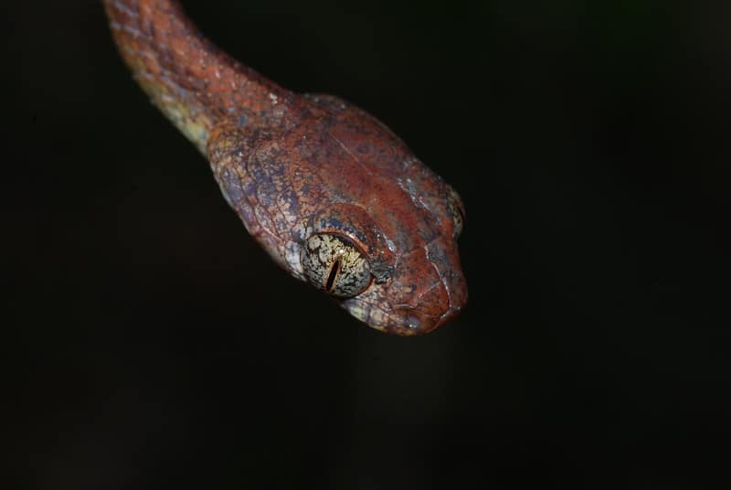 White-spotted Cat Snake (Boiga drapiezii)