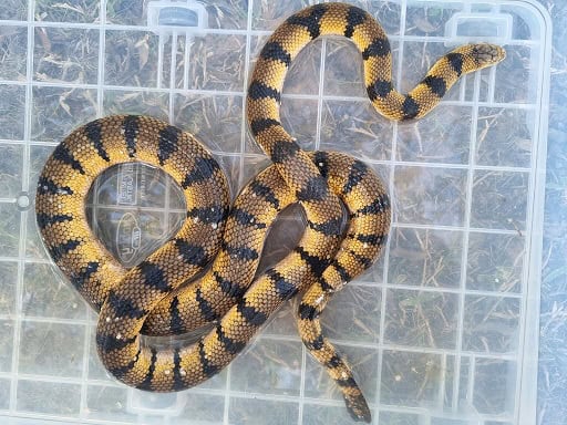 Yellow Sea Snake Hydrophis spiralis