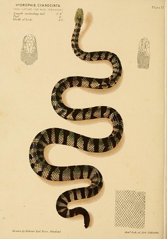 annulated sea snake hydrophis