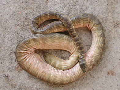 belcher's sea snake hydrophis belcheri