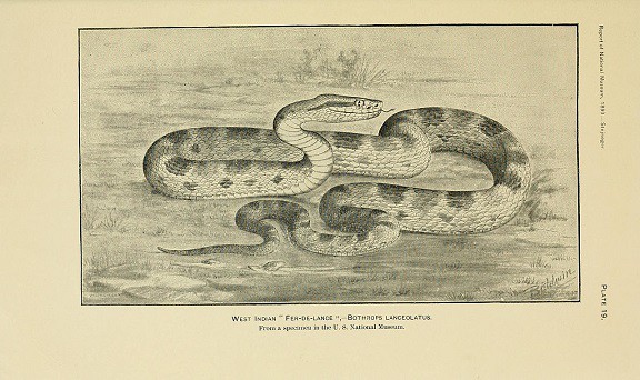 bothrops diporus martinique lancehead sketch