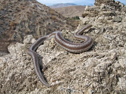 desert Rosy boa (Lichanura trivirgata)