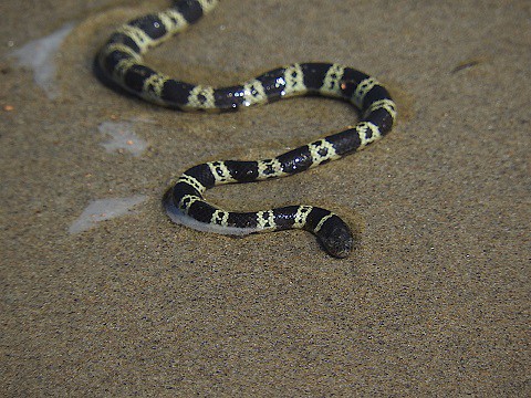 elegant sea snake Hydrophis elegans