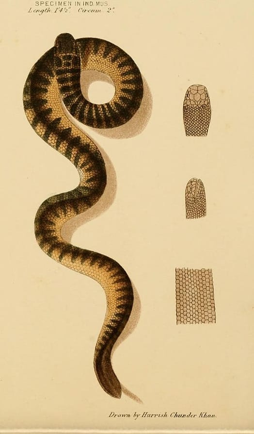 hydrophis curtus shaw's sea snake