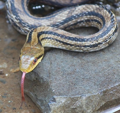 japanese four lined snake tongue