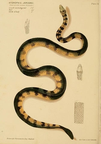 jerdon's sea snake hydrophis jerdonii