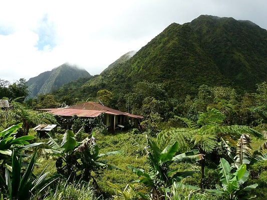 martinique lancehead bothrops lanceolatus habitat