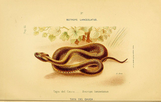 martinique lancehead bothrops lanceolatus sketch