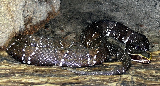 mexican cantil AKA Agkistrodon bilineatus