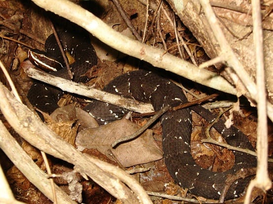 mexican cantil Agkistrodon bilineatus venomous