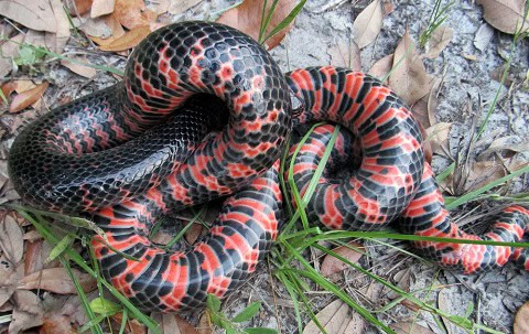mud snake farancia abacura coils