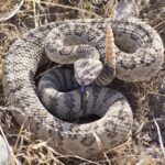 pacific rattlesnake crotalus oreganus tongue