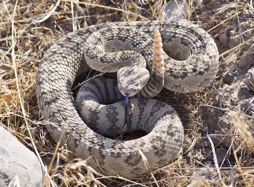 pacific rattlesnake crotalus oreganus tongue