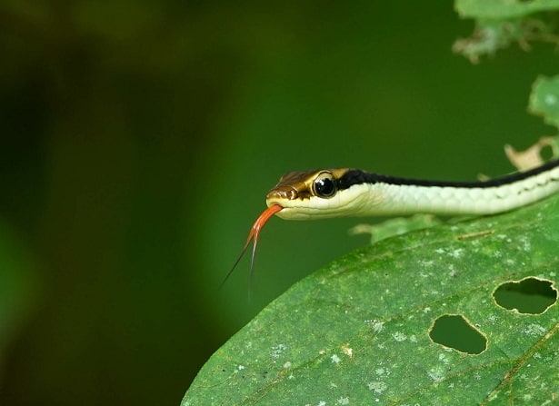 painted bronzeback dendrelaphis pictus tongue