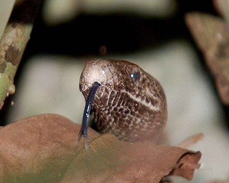 puerto rican boa tongue