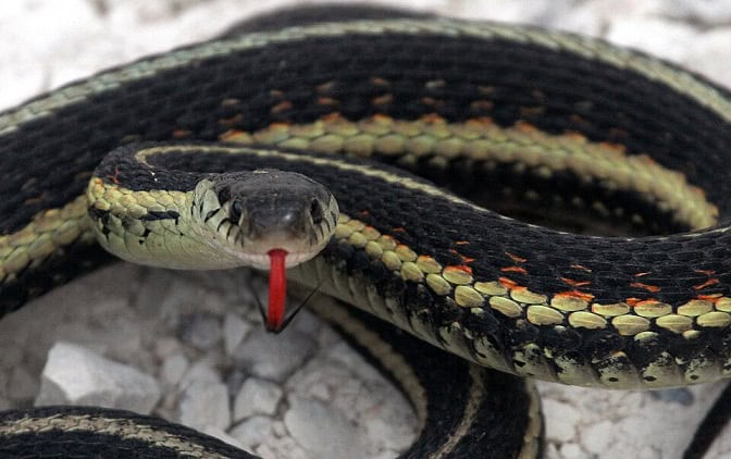 red-sided garter snake tongue