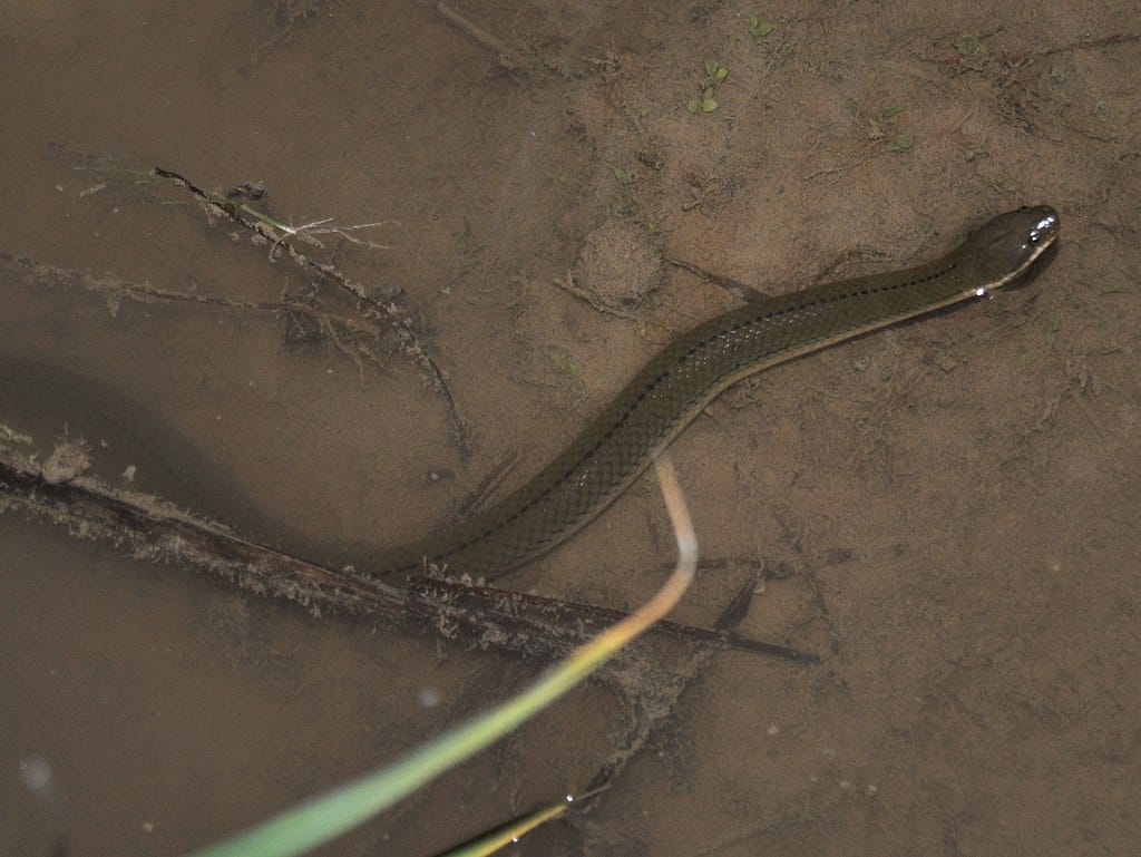rice paddy snake, Enhydris plumbea