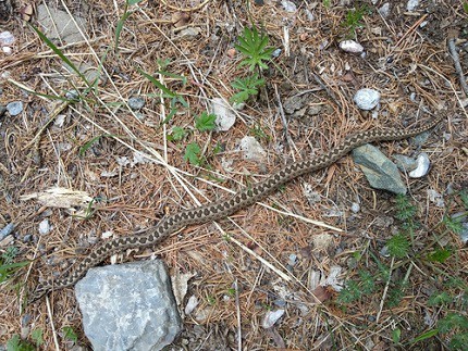 Altai Viper (Vipera altaica) danger