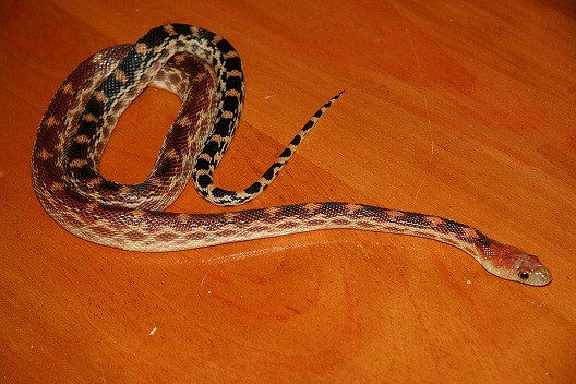 Baja gopher snake (Pituophis vertebralis)