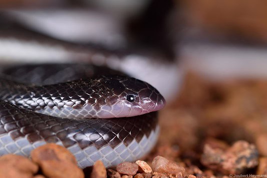 Beaked Burrowing Asp Atractaspis duerdeni