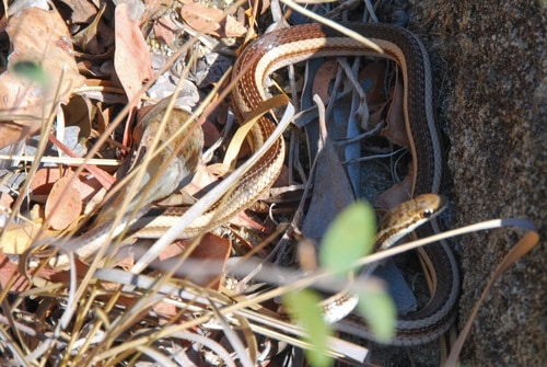 Bernier's Striped Snake (Dromicodryas bernieri) madagascar