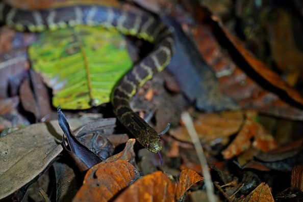 Big Ground Snake Atractus major leaves