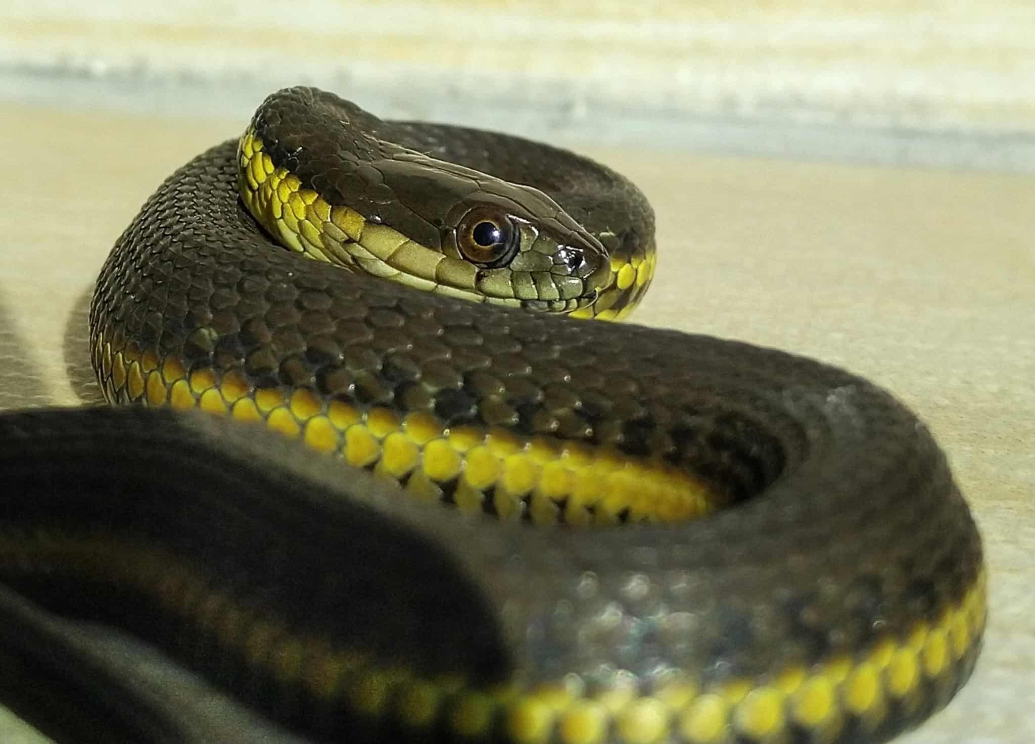 Blackbelly Garter Snake Thamnophis melanogaster