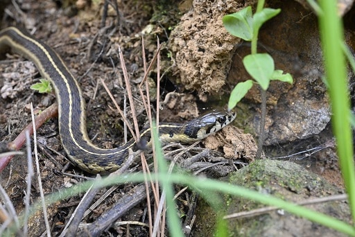 Bogert's Garter Snake Thamnophis bogerti