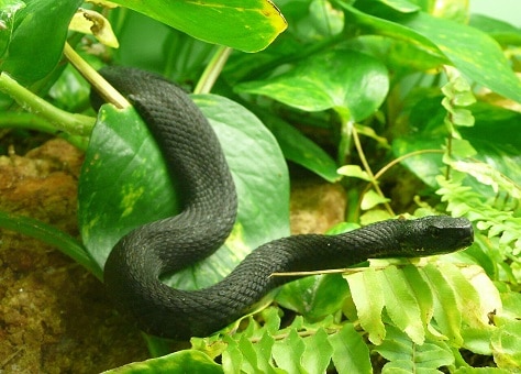 Caucasus viper (Vipera kaznakovi)