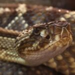 Crotalus durissus south american rattler